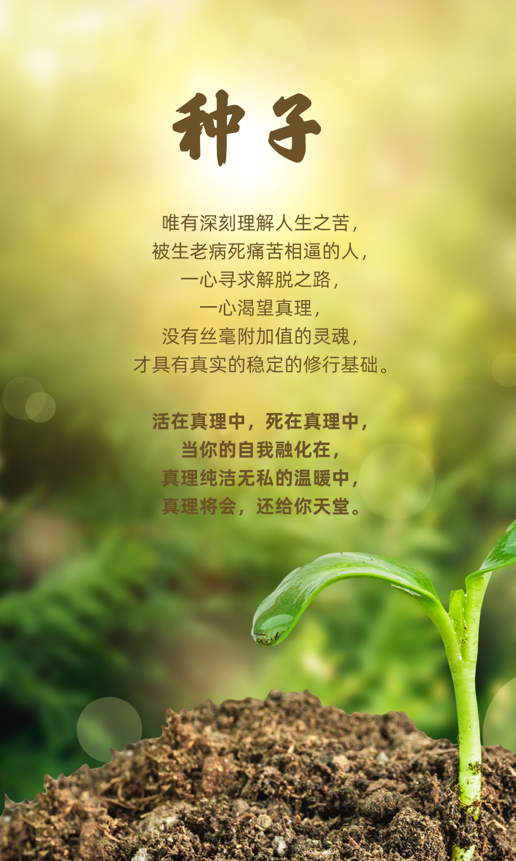 0407种子.jpg