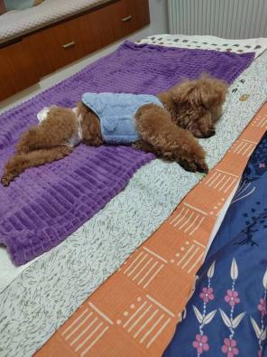 0201狗狗1.jpeg