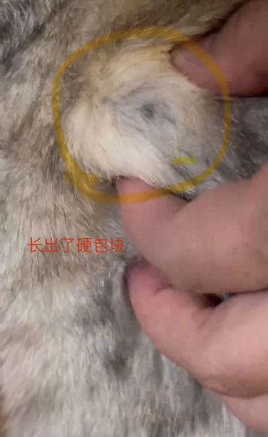 0829猫猫“自愈”记1.png