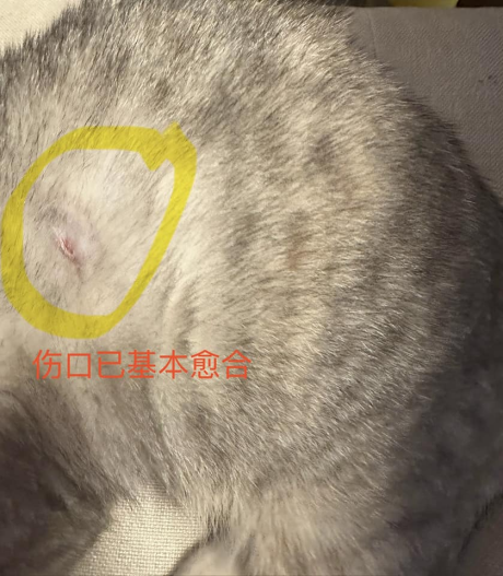 0829猫猫“自愈”记10.png