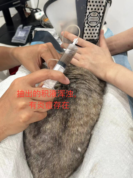 0829猫猫“自愈”记3.png