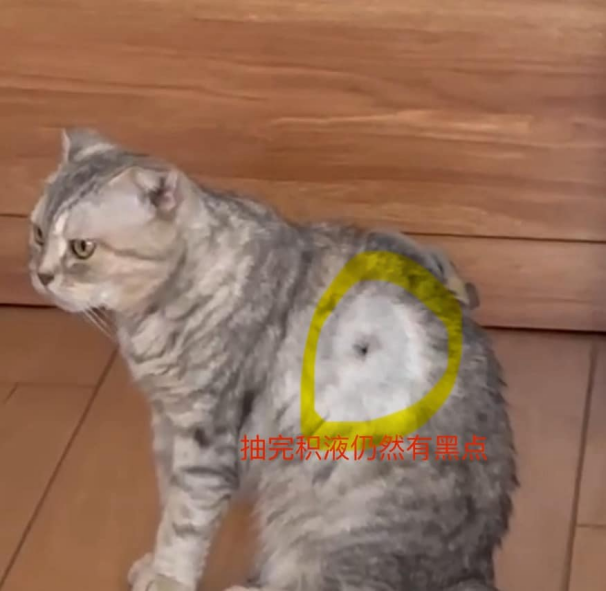 0829猫猫“自愈”记4.png
