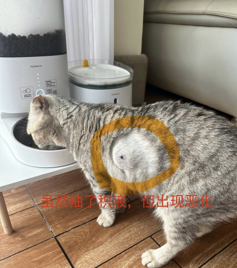 0829猫猫“自愈”记5.png