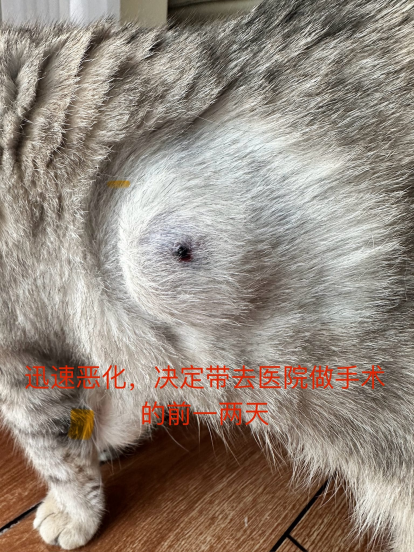 0829猫猫“自愈”记6.png