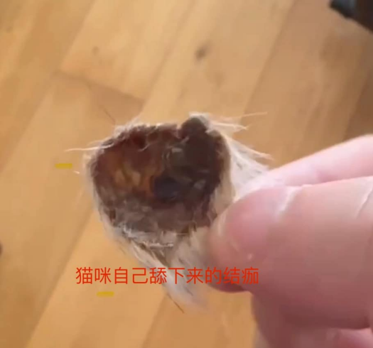 0829猫猫“自愈”记7.png