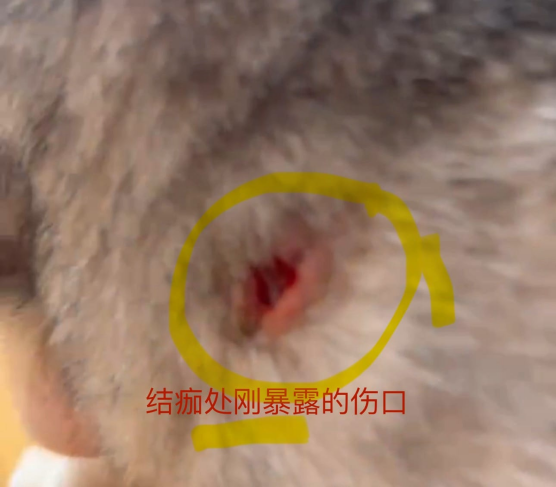 0829猫猫“自愈”记8.png