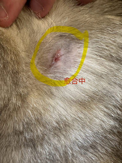 0829猫猫“自愈”记9.png