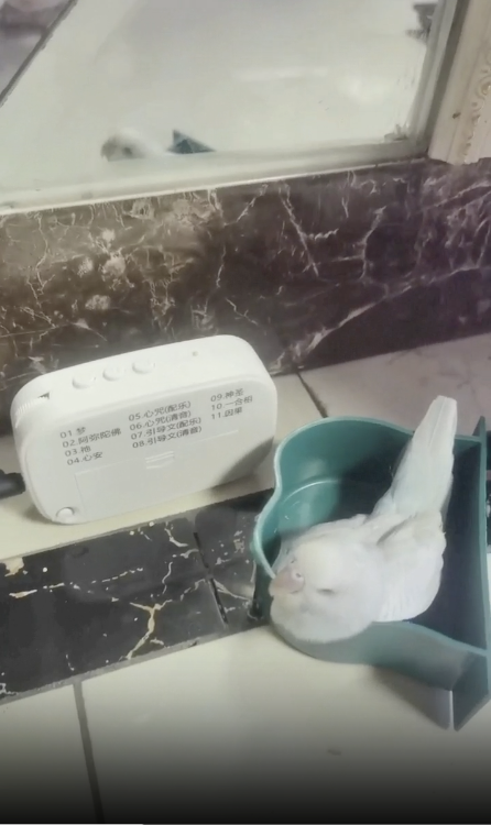 0904白血病的神迹8.png