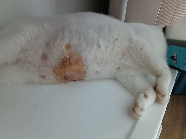 0929猫咪的治愈1.jpg