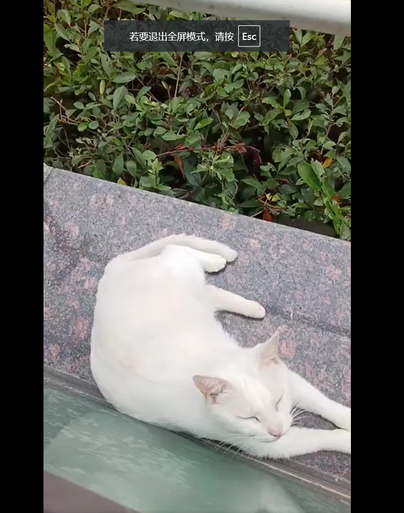 0929猫咪的治愈2.png