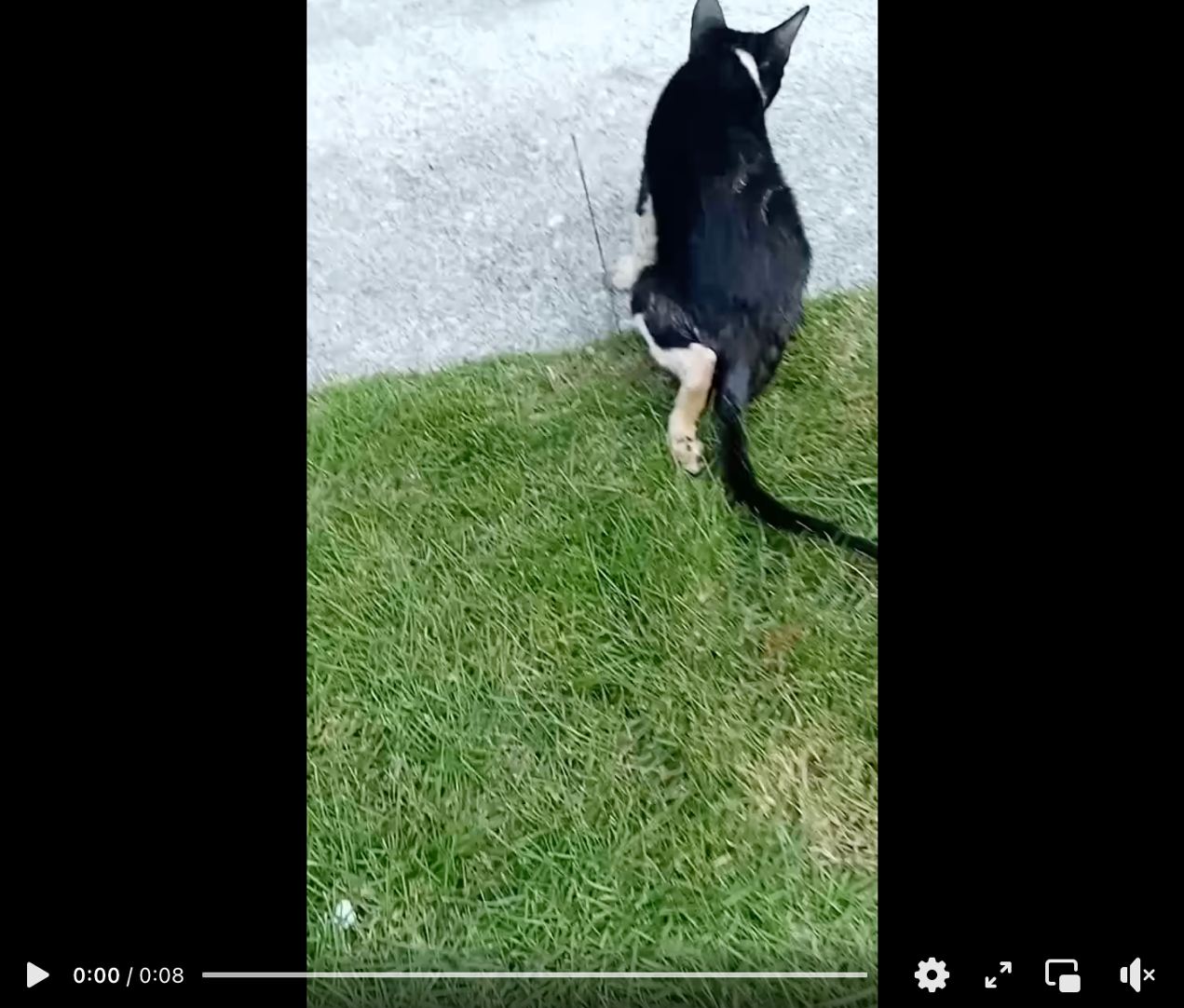1029小猫听法显奇迹1.png