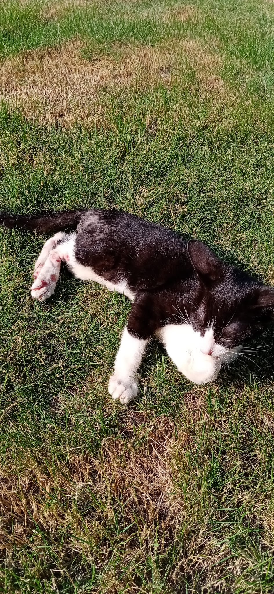 1029小猫听法显奇迹2.png