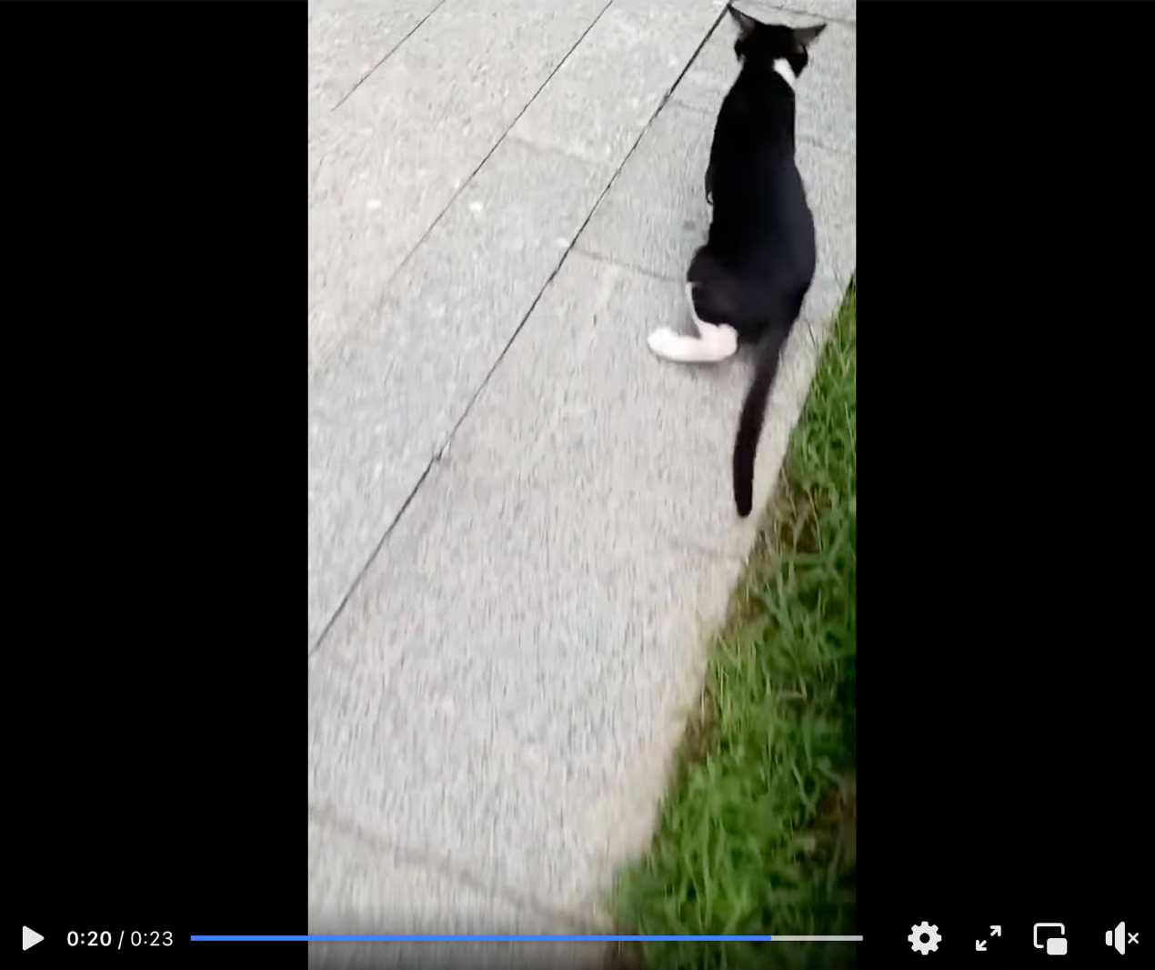 1029小猫听法显奇迹3.png
