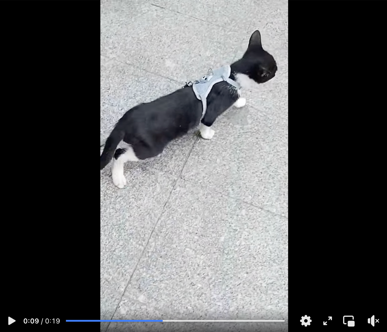1029小猫听法显奇迹4.png
