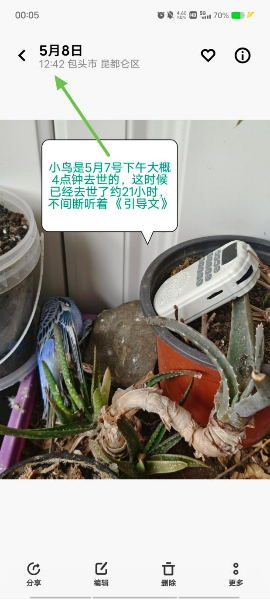 0510喜欢听法的小鸟在引导文中往生，柔软安详2.png