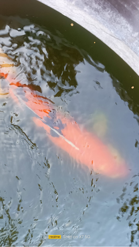 0910死鱼复活2.png