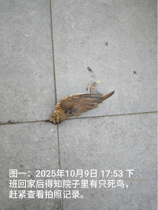 1012向往光明的小鸟和小鱼1.png