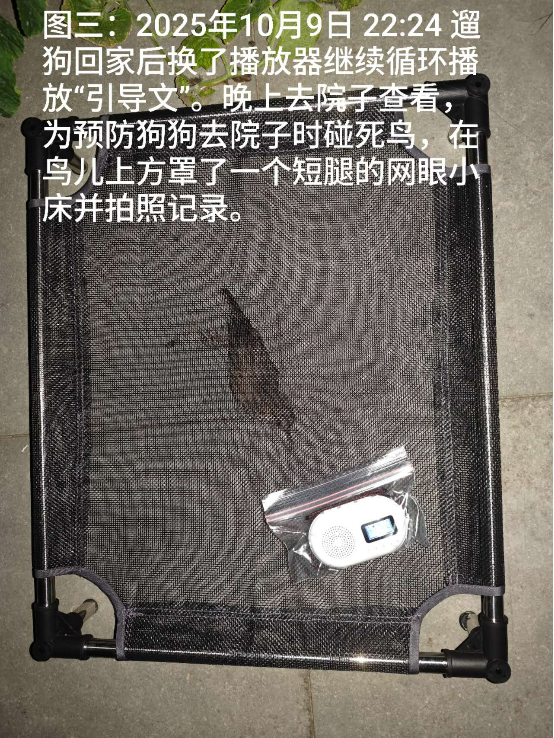 1012向往光明的小鸟和小鱼3.png