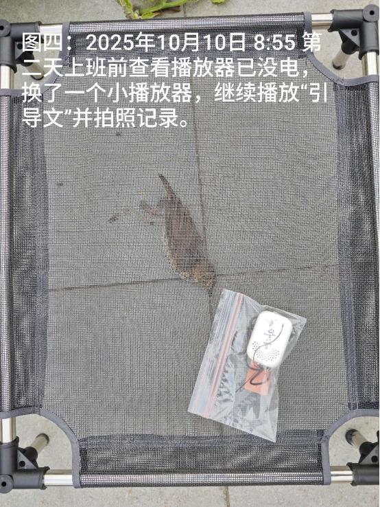 1012向往光明的小鸟和小鱼4.png