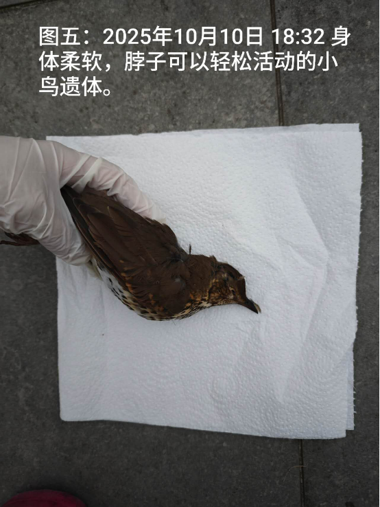 1012向往光明的小鸟和小鱼5.png