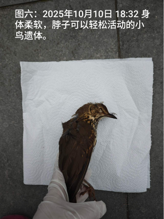 1012向往光明的小鸟和小鱼6.png