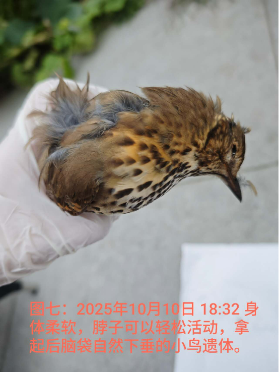 1012向往光明的小鸟和小鱼7.png