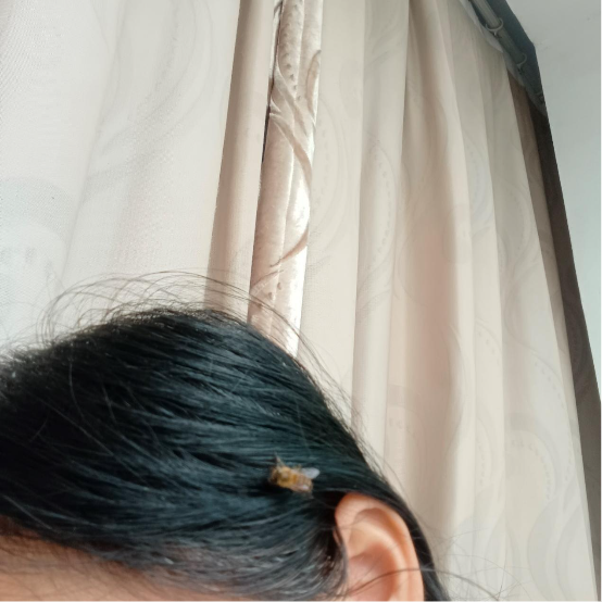 1101小蜜蜂听法2.png