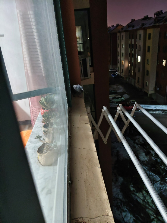 0112鸽子来听法5.png