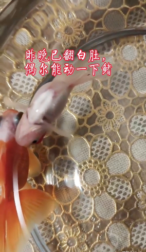 0130濒死的金鱼听法后又活了3.png