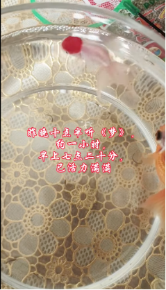 0130濒死的金鱼听法后又活了4.png