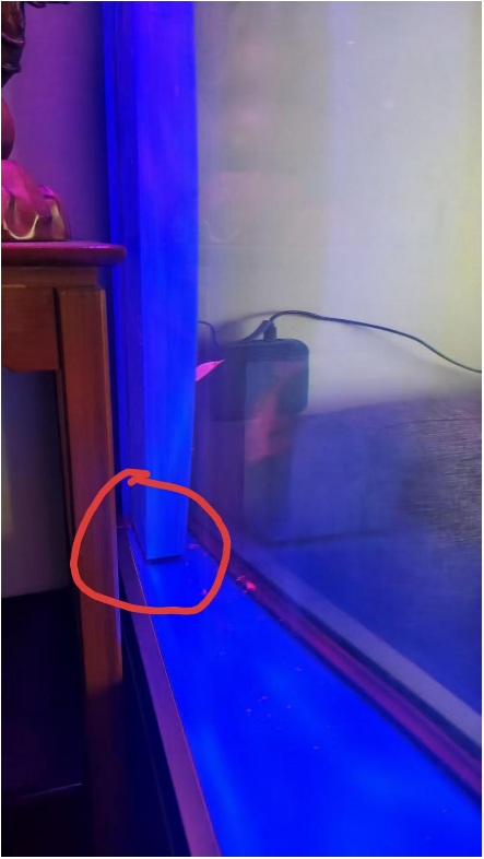 0131鹦鹉鱼的起死回生3.png