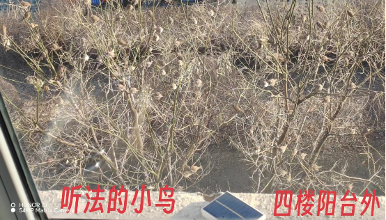 0415鸟儿们听法.png