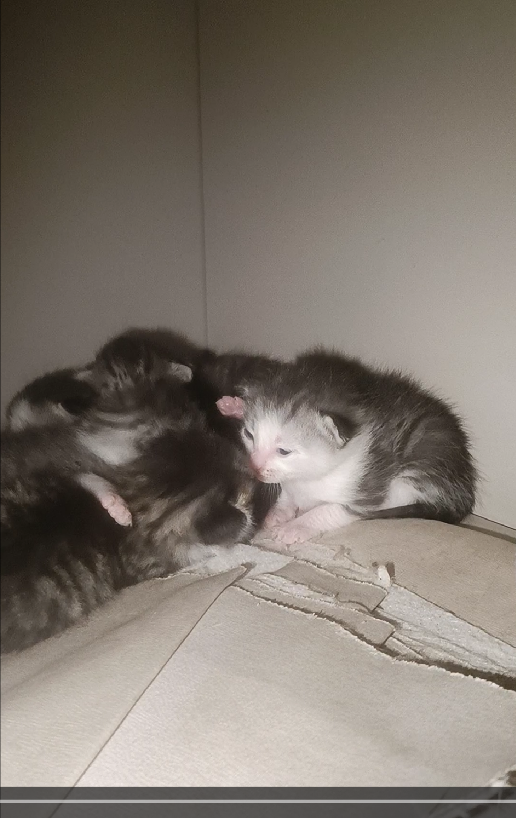 0421动物来求法了2.jpg