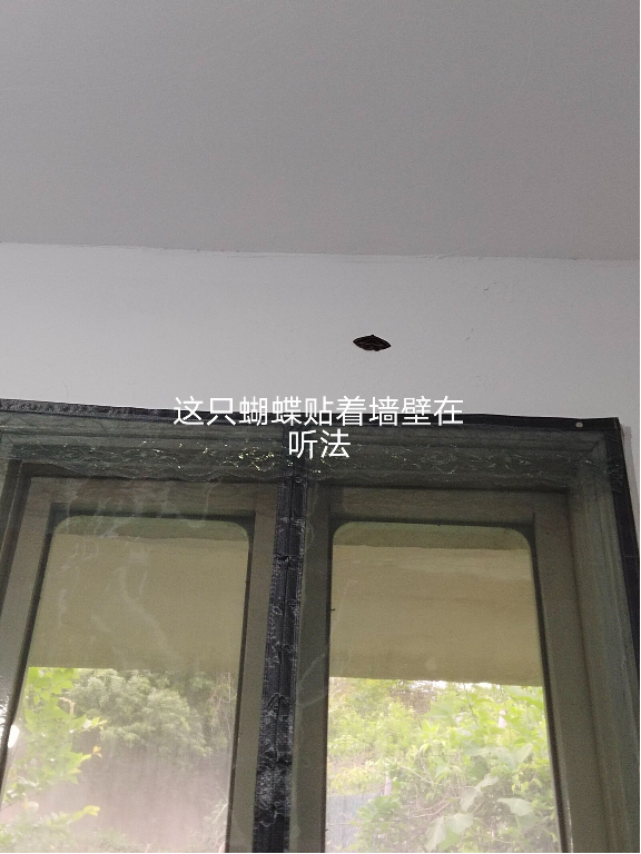 0512我的房间住着一只蝴蝶1.png