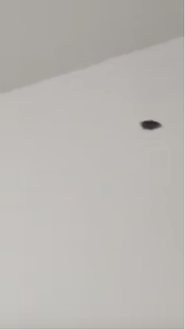 0512我的房间住着一只蝴蝶2.png