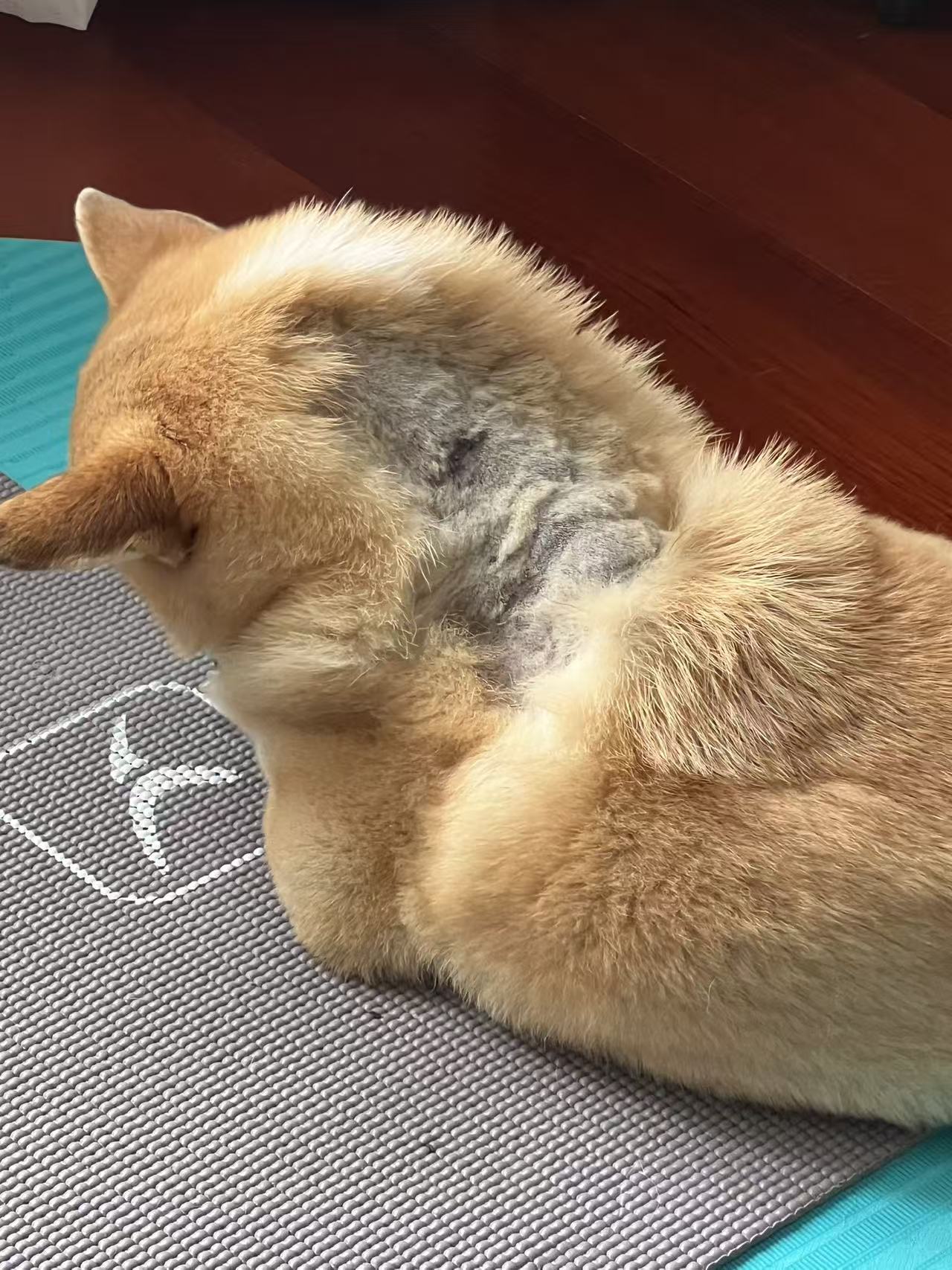 0521真实的救赎：旺旺小狗起死回生记录5.jpg