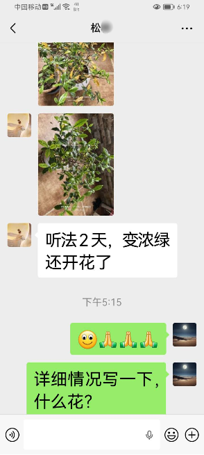 0527桅子花活过来了1.png