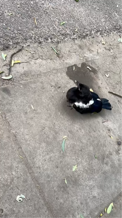 0603与濒死小鸟奇遇3.png