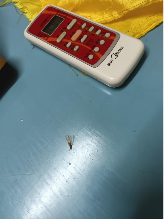 0613已死的飞蚂蚁活过来了.png