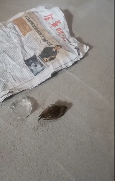 0623周围的动物晚上来听法1.png