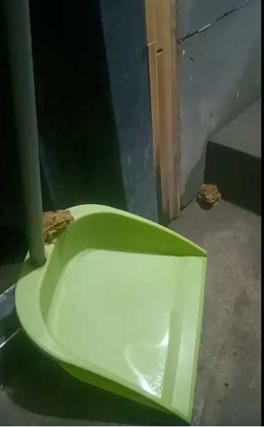 0623周围的动物晚上来听法2.png